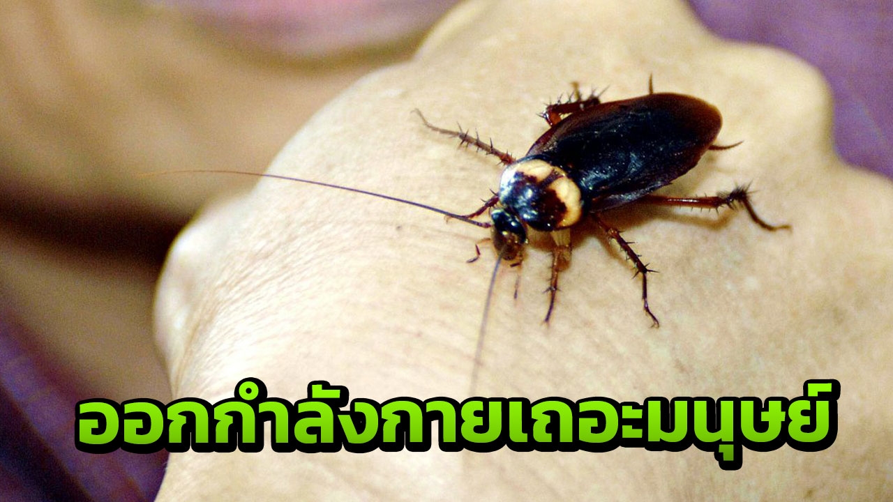หมอแล็บแพนด้า เผยผลวิจัยพบ "แมลงสาบ" ให้โปรตีนสูง สารอาหารเพียบ
