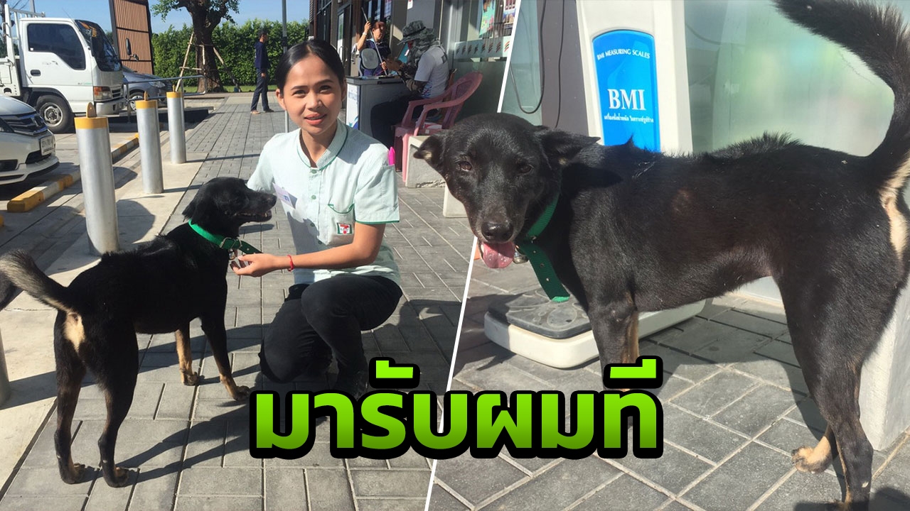 พบเจ้าตูบติดปั๊มน้ำมัน ตามหาเจ้าของ คาดกระโดดลงระหว่างเติมน้ำมัน