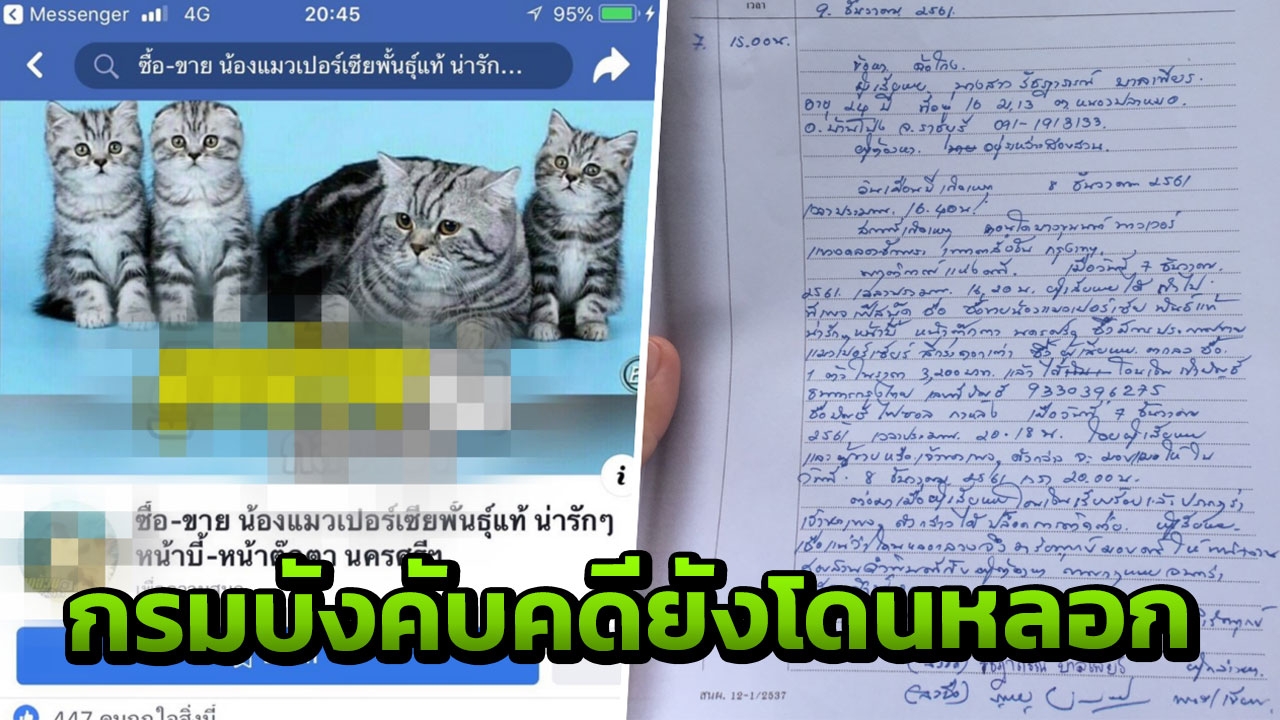 ใครรักแมวระวัง! เพจ หลอกโอนเงิน 3 พัน ลงท้ายได้แต่ความว่างเปล่า 
