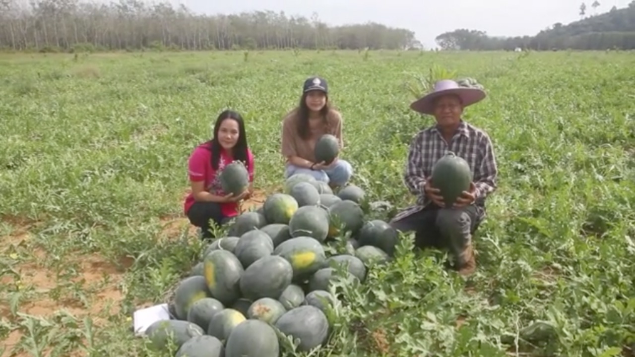 เกษตรกรบ้านเชิงปราง ปลูกแตงโมในสวนปาล์มปลูกใหม่ เก็บขายได้เกือบ 2 ล้าน