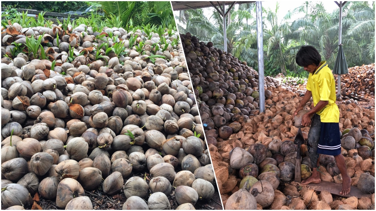 แก้ราคาตก ยุตินำเข้ามะพร้าวชั่วคราว จ่อคุมขนย้าย 14 จังหวัดใต้