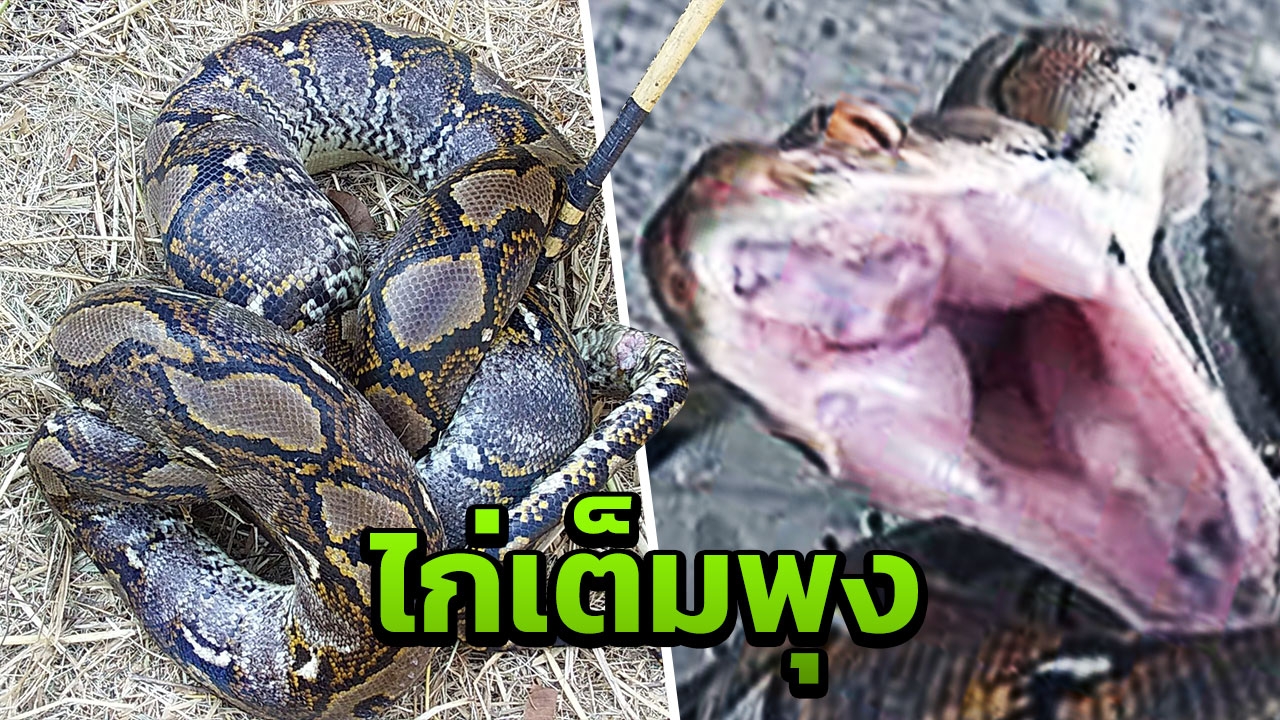 ตำรวจกุมขมับ เสียหายหลายแสน งูเหลือมยักษ์จอมแสบ บุกเขมือบไก่ชนนับร้อย