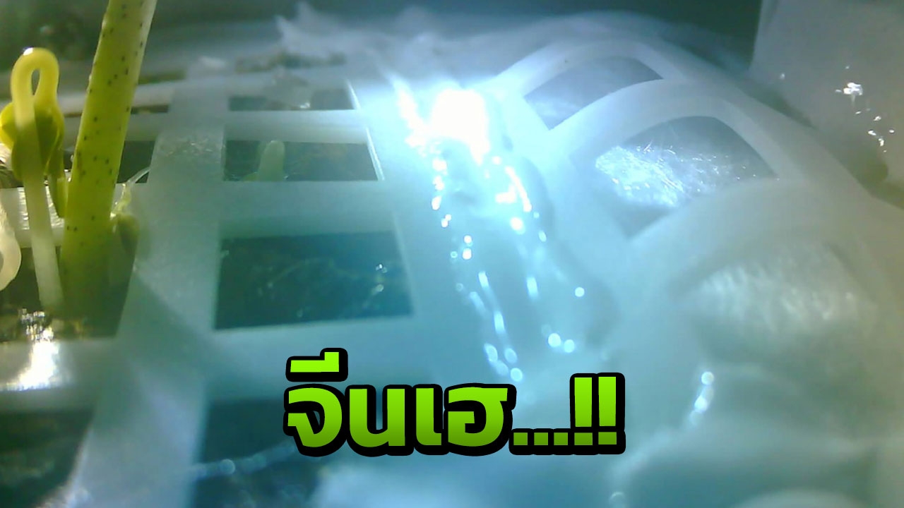 ตื่นเต้น จีนส่งเมล็ดฝ้ายไปกับยานฉางเอ๋อ-4 โตเป็นต้นกล้า บนดวงจันทร์แล้ว