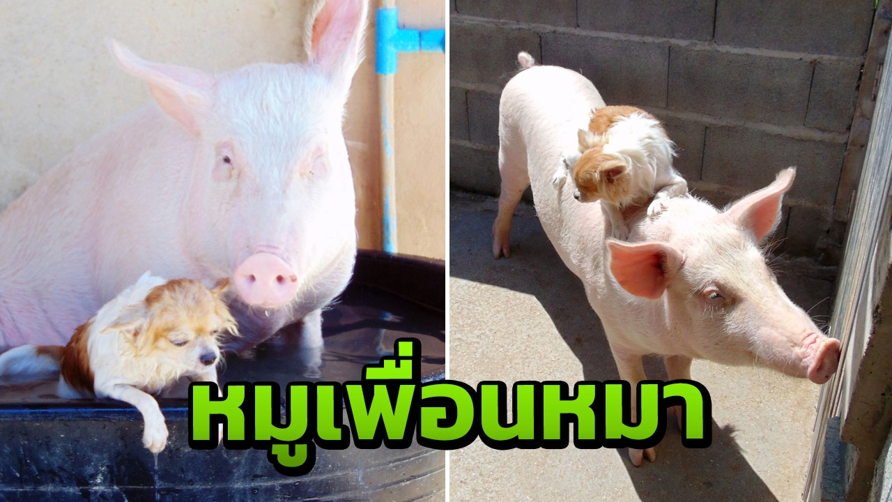 เปิดความรักต่างสายพันธุ์ 'หมูและหมา' กับภาพอันแสนน่ารักของสัตว์