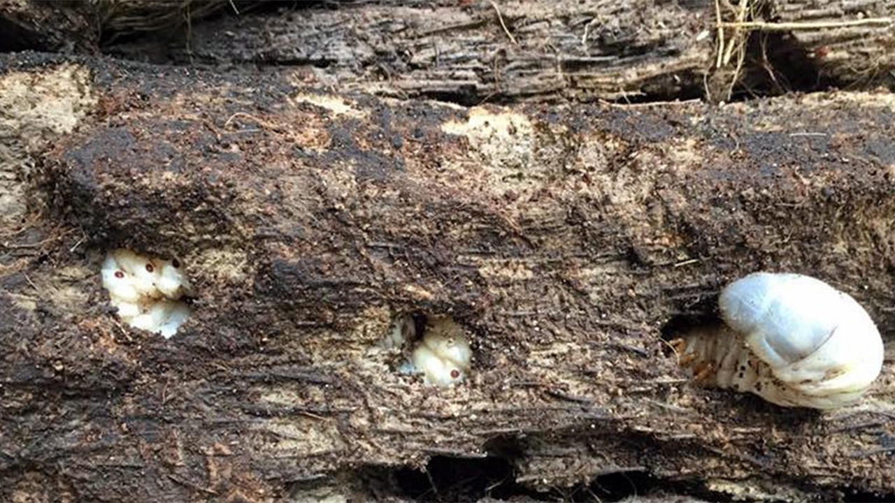 สวนมะพร้าวระวังด้วงแรด