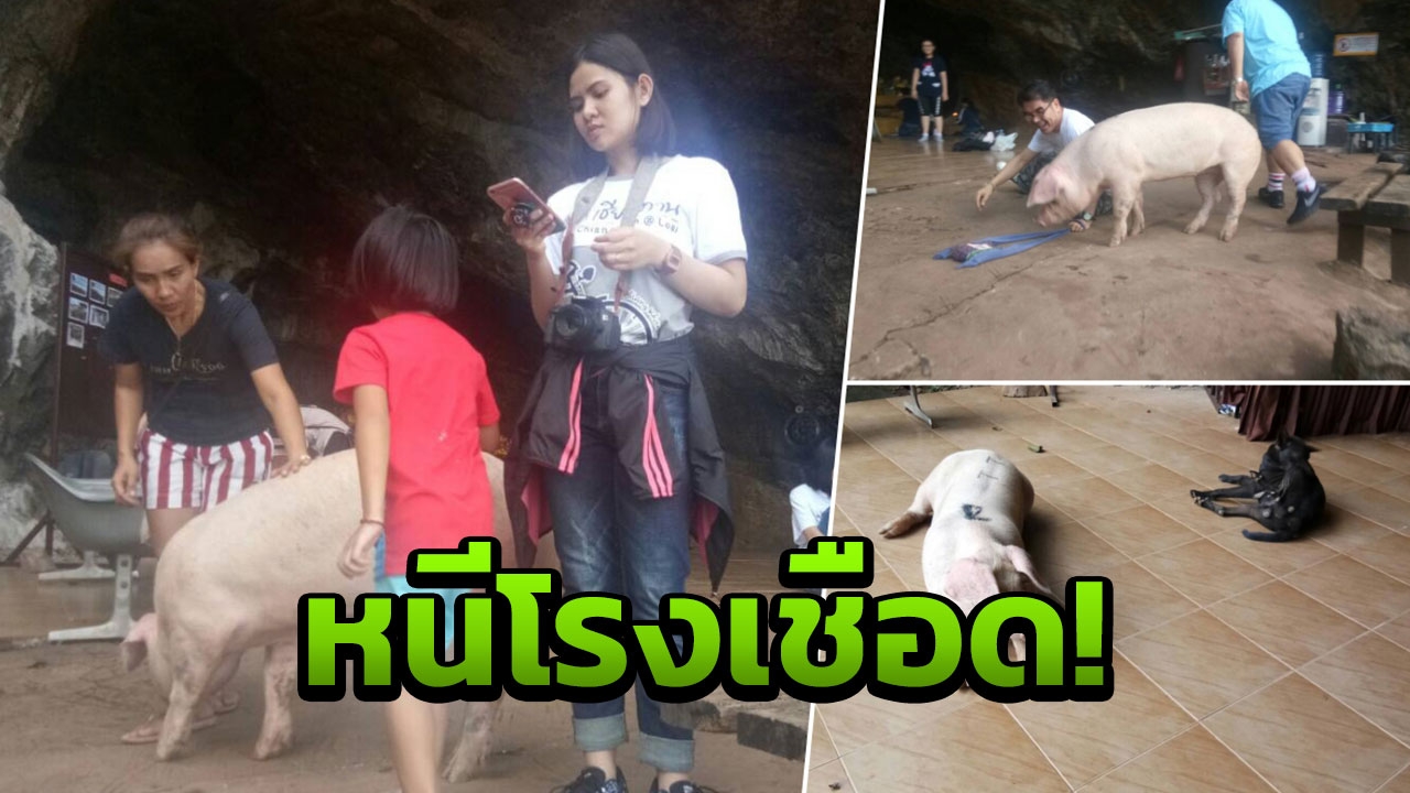 ไถ่ชีวิต"นางบุญรอด" หมูหนีโรงเชือด พระรับเลี้ยงจนตายไปเอง 