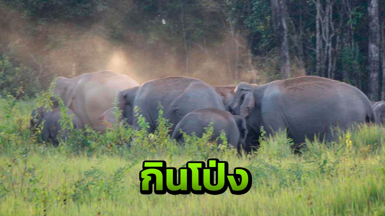 ตื่นตา โขลงช้างป่าลงกินโป่ง ภาพจริงในฤดูหนาว ที่เขาใหญ่