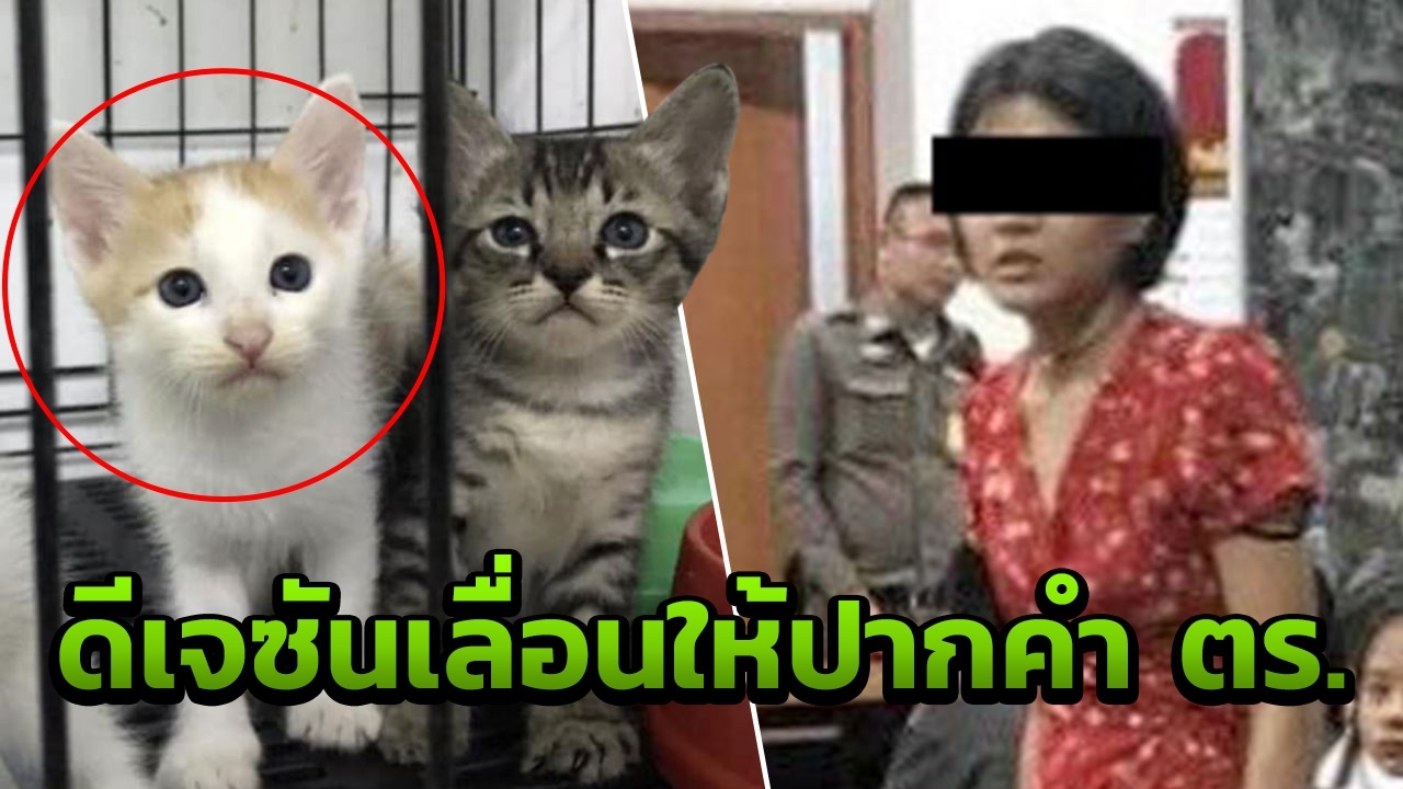 อ้างป่วย! ดีเจซัน สงสัยฆ่าแมว ส่งทนายเลื่อน ตร. ให้ปากคำตามหมายเรียก