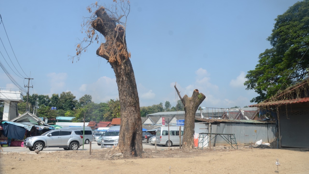 เบรกโค่นต้นจามจุรีกาดทุ่งเกวียน ป่าไม้ลำปางชี้อยู่ในเขตป่าสงวนห้ามตัด