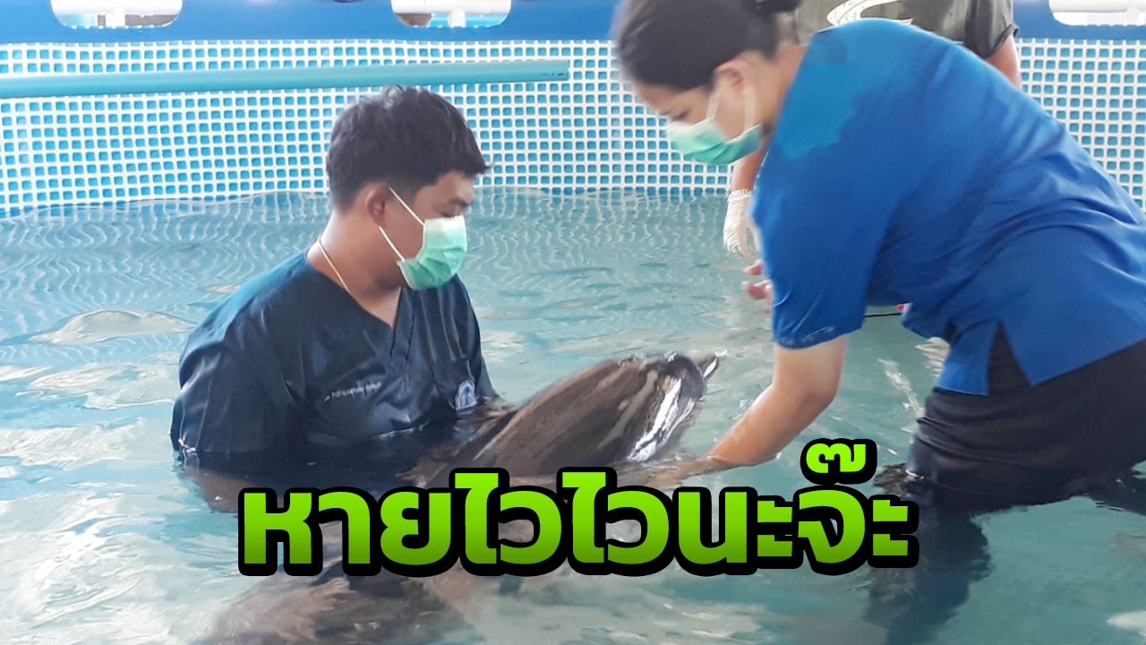 ชาวบ้านสตูล พบโลมาลายแถบสภาพอ่อนเพลีย จนท.เร่งช่วยรักษา