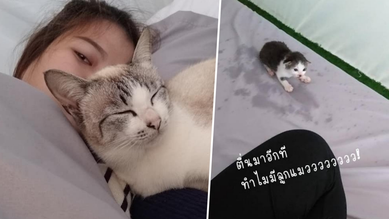 เนียนเลย...สาวเจอแมวเจ้าถิ่นบุกเต็นท์หาความอบอุ่น แถมคาบลูกมานอนด้วย