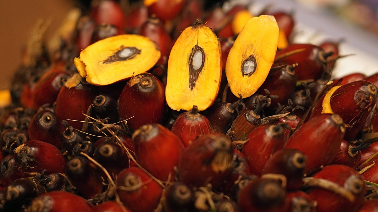 กบง.ดันไบโอดีเซลแก้ราคาปาล์ม