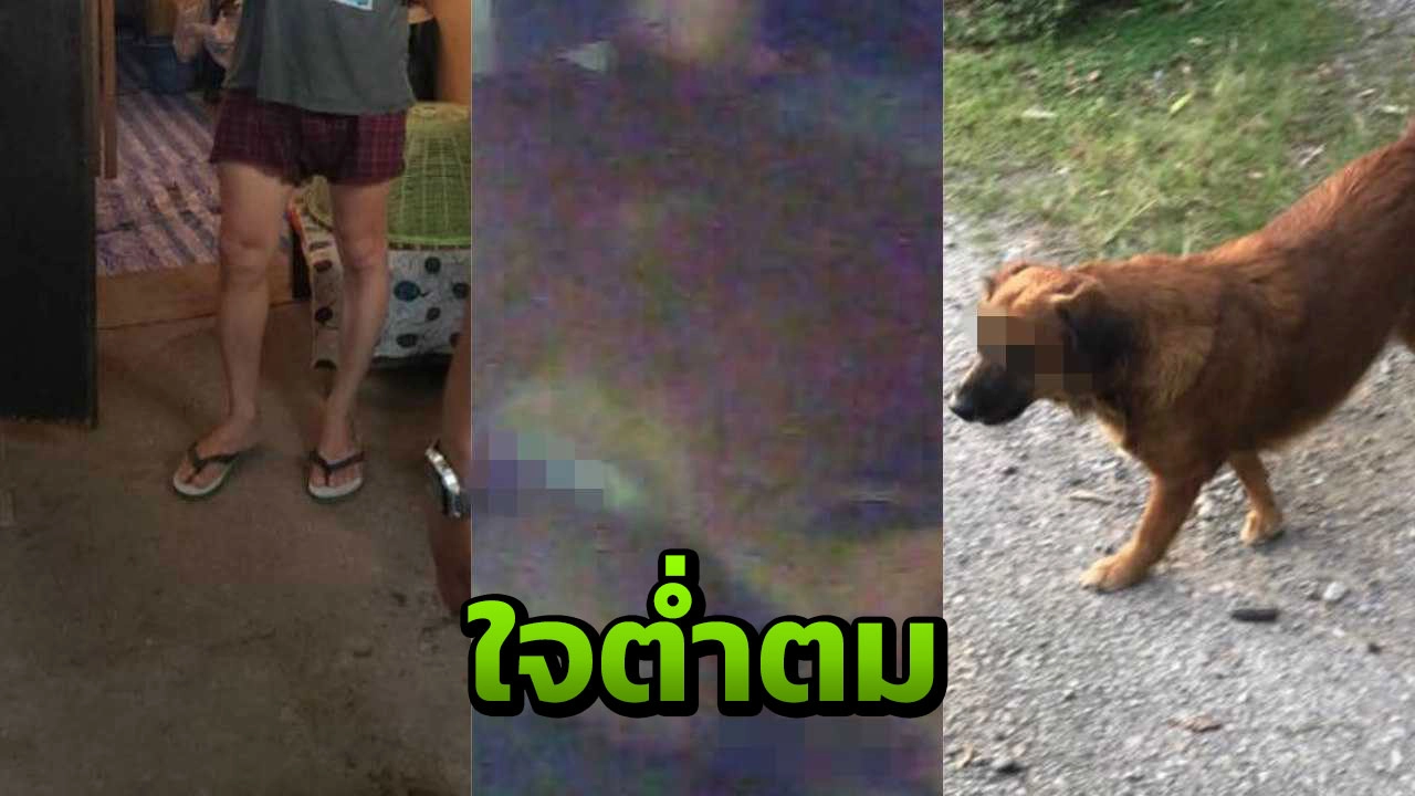 เยดกับสัตร 