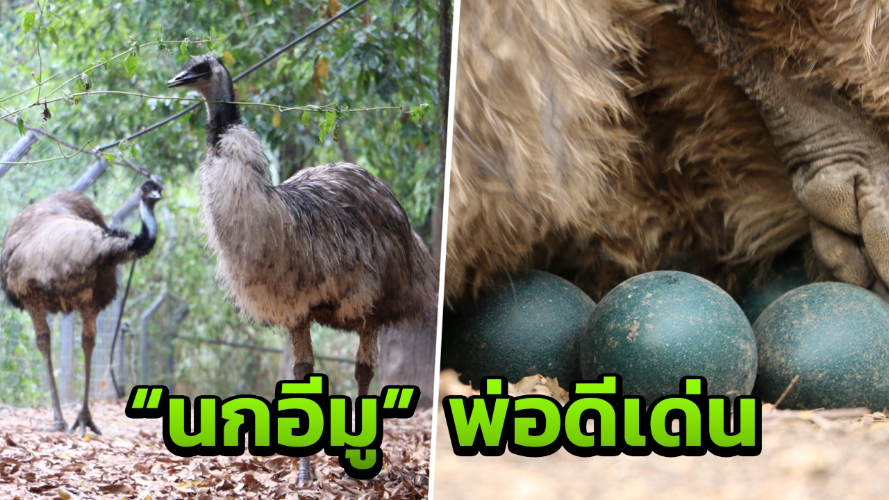 เชียงใหม่ไนท์ซาฟารี เปิดให้คุณพ่อเที่ยวฟรี ยก “นกอีมู” พ่อดีเด่น