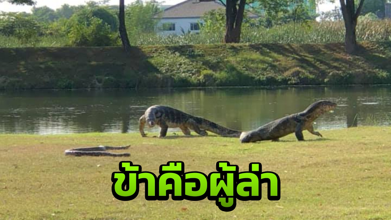 ศึกนี้ใหญ่ยิ่งนัก เห้ยักษ์ปะทะงูเหลือม คนมุงดูใครจะอยู่ใครจะไป (คลิป)