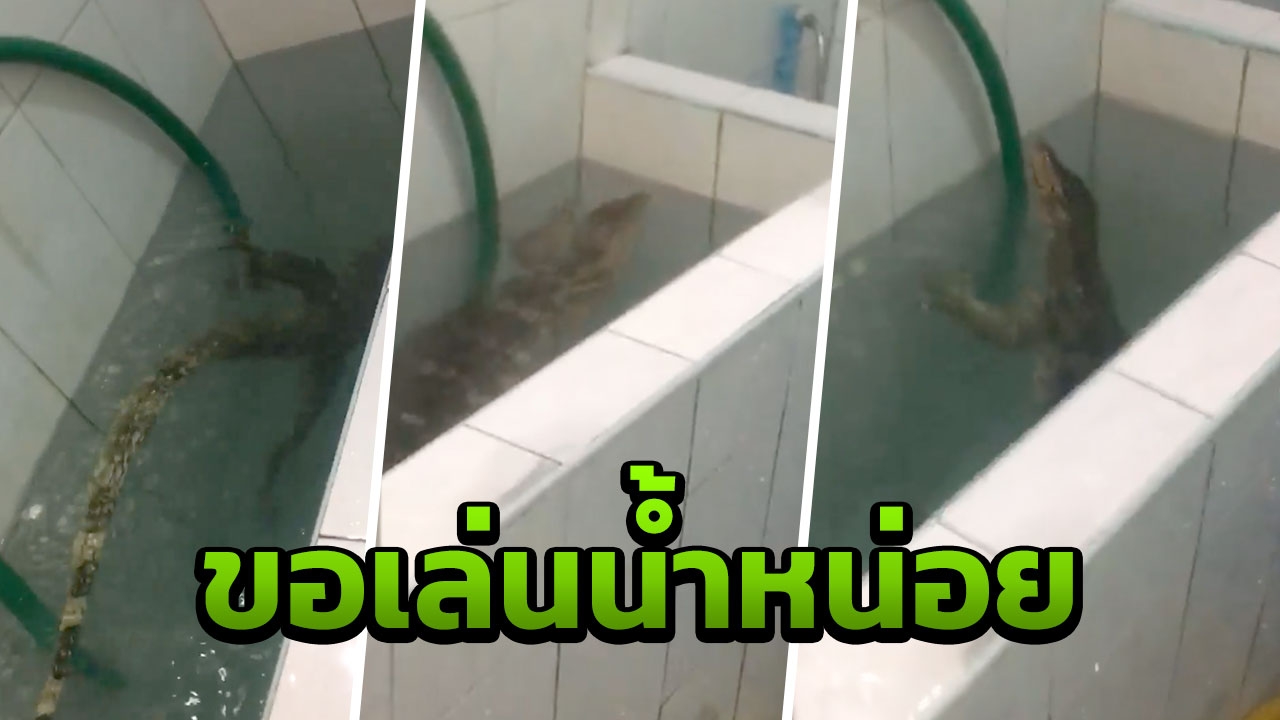 ผงะ ตัวเงินตัวทองบุกบ้าน ลงเล่นน้ำในอ่างแหวกว่ายสบายใจ (คลิป)