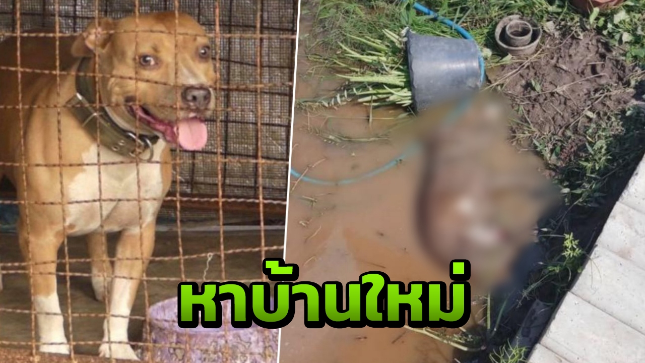 หาบ้านใหม่ให้พิตบูล เจ้าของดูแลไม่ได้ หลุดกรง ขย้ำหมาพิการตายจมเขี้ยว