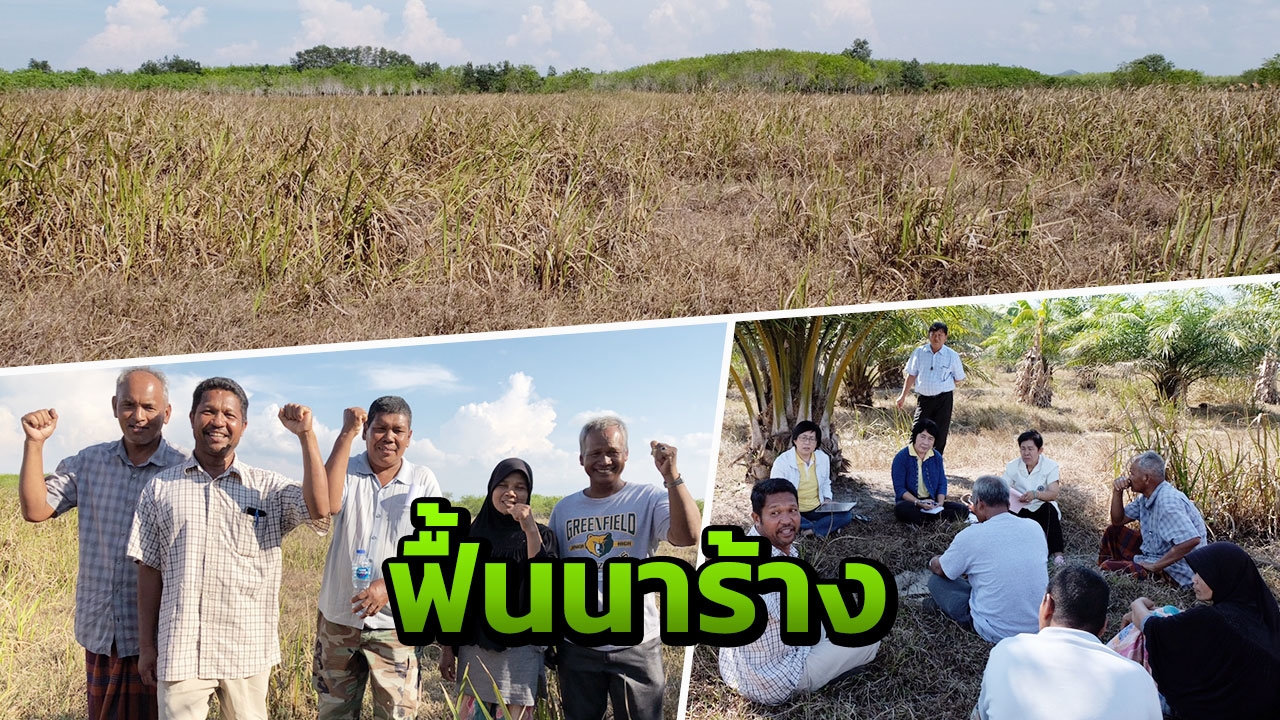 กรมพัฒนาที่ดิน พลิกผืนนาร้าง สงขลา ฟื้นฟูปลูกข้าว-ปาล์ม ช่วยเกษตรกรใต้