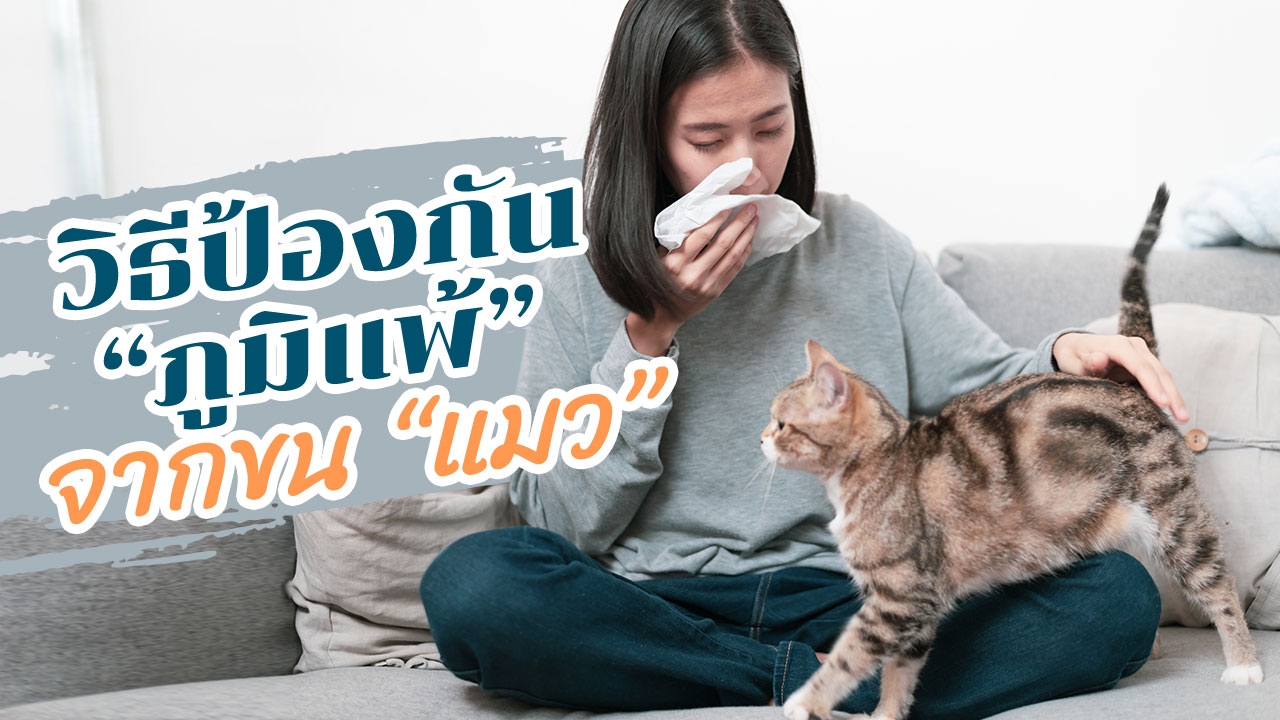 5 วิธีป้องกัน "ภูมิแพ้" จากขน "แมว" เลี้ยงได้ไม่กลัวป่วย!