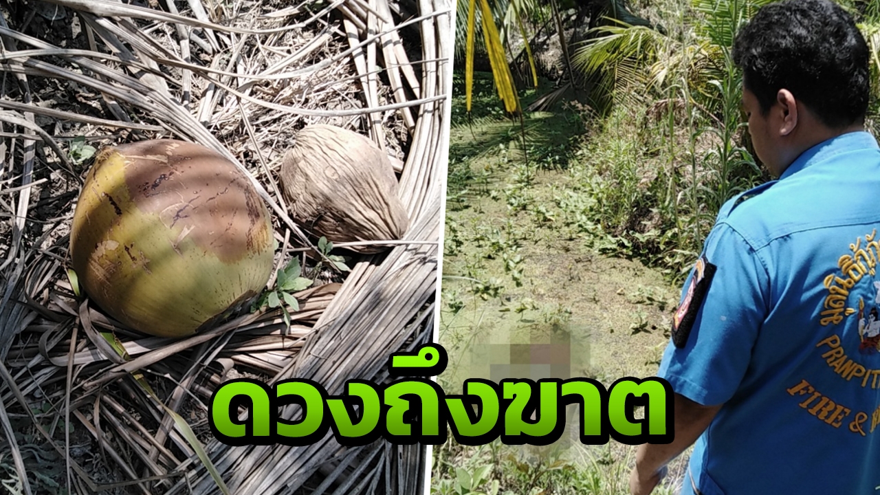 สลด ลุงดวงถึงฆาต สอยมะพร้าวตกใส่หัว หงายหลังตึง ตกท้องร่องสวนดับ