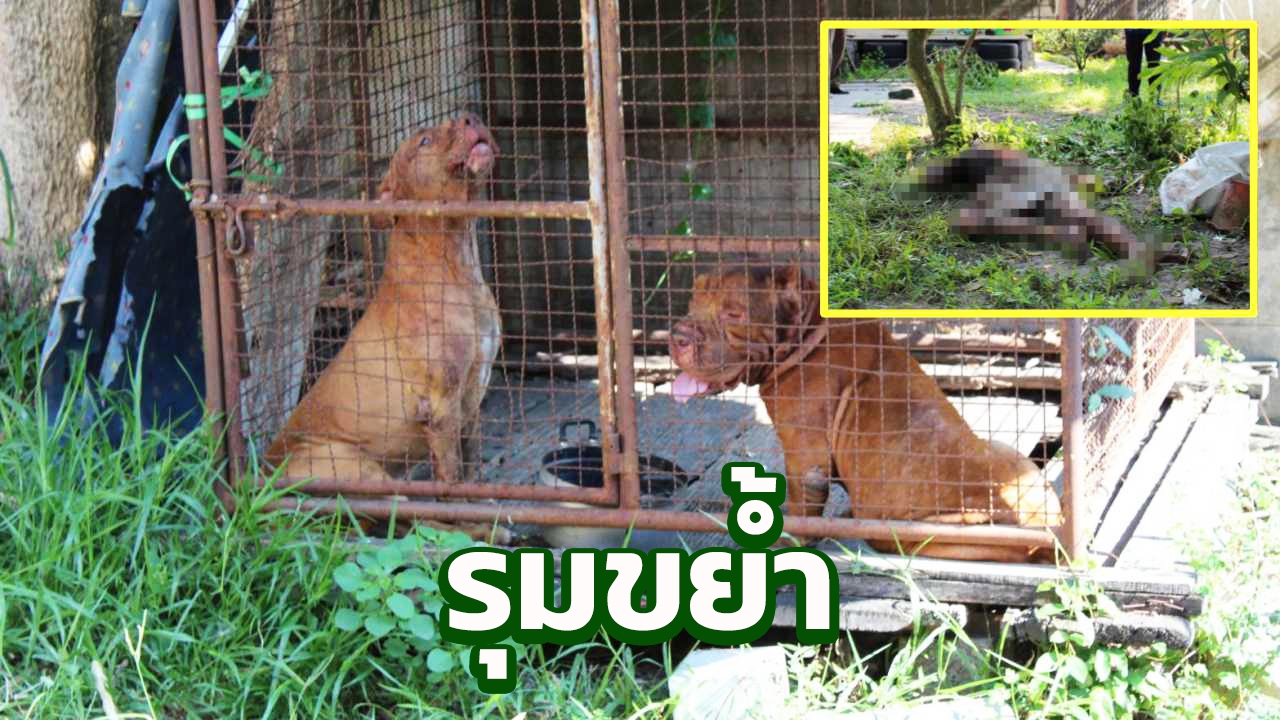 พิตบูลเขี้ยวโหด 2 ตัวรุมขย้ำหนุ่มส่งน้ำแข็งดับ เปิดประตูไม่รู้ร้านปิด 