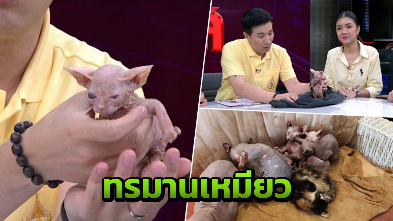 แฉเบื้องลึกคาเฟ่แมวโหด จับเหมียวพิการเพาะพันธุ์ ลูกยิ่งน่าเกลียดยิ่งแพง