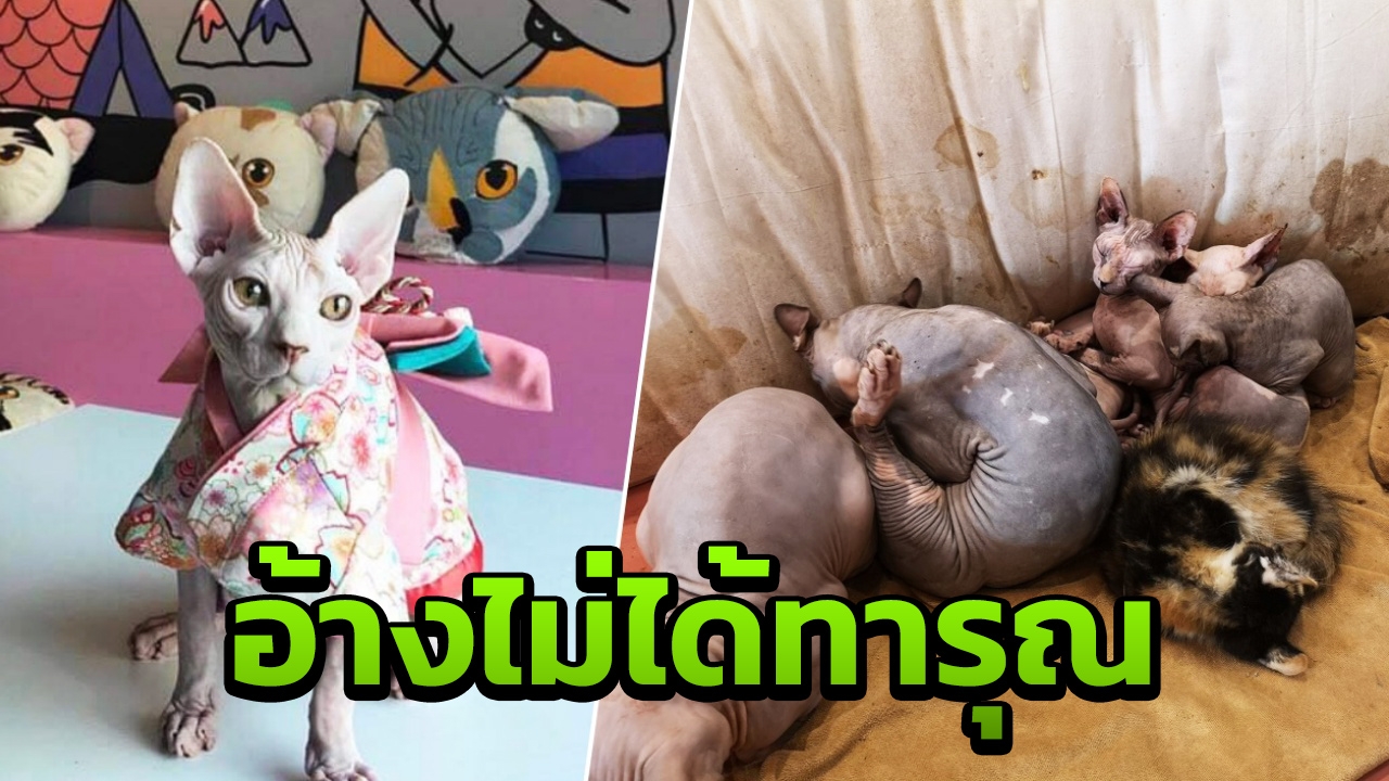 เพจดัง อ้างคาเฟ่แมว ปัดทารุณสัตว์ ยันไม่ได้จับเหมียวเพาะพันธุ์แปลก