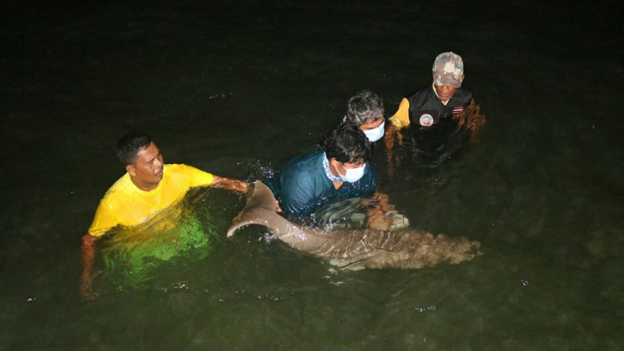 ทีมศูนย์วิจัยฯ ย้ายพะยูนตัวน้อยหลงฝูงจากกระบี่ มาทะเลตรังสำเร็จด้วยดี