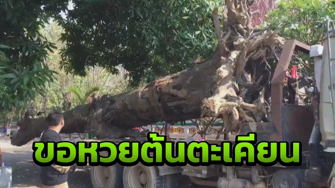 ชาวบ้านแห่ส่องเลขเด็ดต้นตะเคียนทองคู่ หลังมาเข้าฝันให้เอาขึ้นจากน้ำ