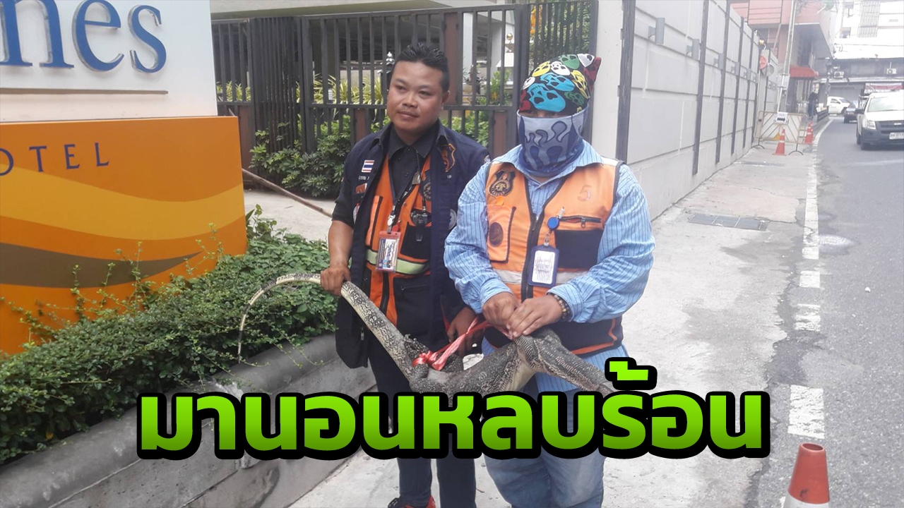 ชาวบ้านตกใจ "ตัวเงินตัวทอง" หนีอากาศร้อน มานอนหลบแดดหน้าคอนโดหรู