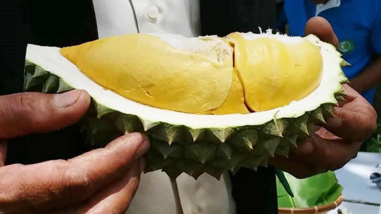 จดทะเบียน ทุเรียน"ทองบางสะพาน" คงเอกลักษณ์25ปี สีเข้มดั่งทองคำ 