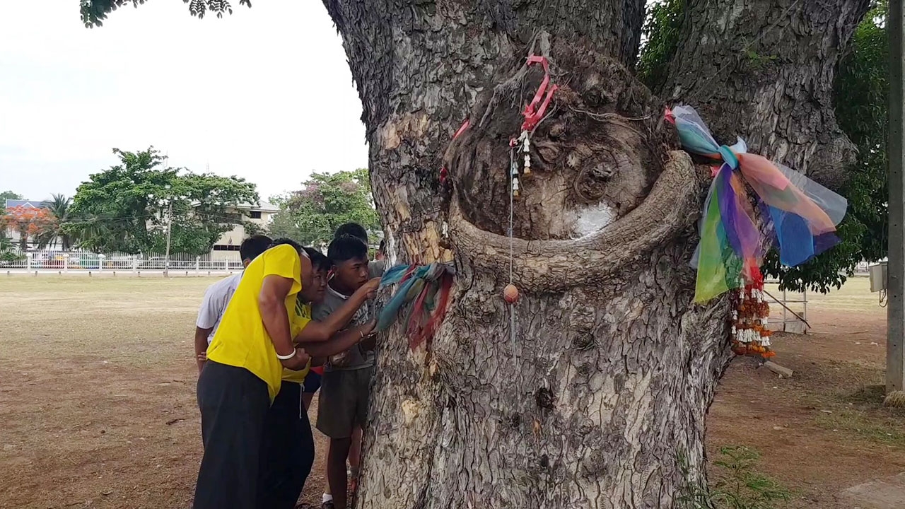 ชาวบ้านแห่ส่องเลขเด็ด ต้นจามจุรีอายุร้อยปีใช้ดรรชนีขัดๆ ถูๆ ขึ้นชัดเลย