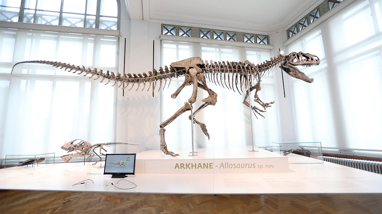 โครงกระดูกไดโนเสาร์ จัดแสดงสายพันธุ์ใหม่ที่ใหญ่ที่สุดในยุโรป