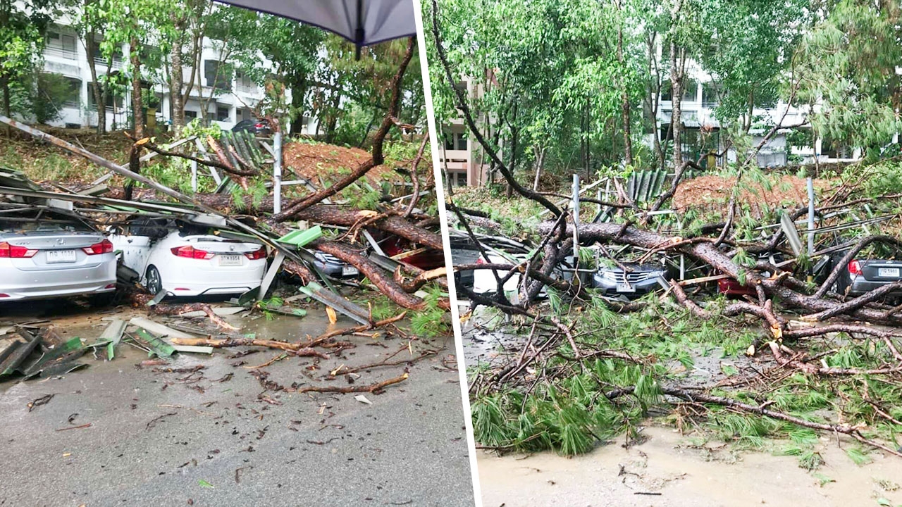 ทั้งลม ทั้งฝนถล่มเชียงราย ต้นไม้ใหญ่หักโค่นทับรถ 6 คันพังยับ