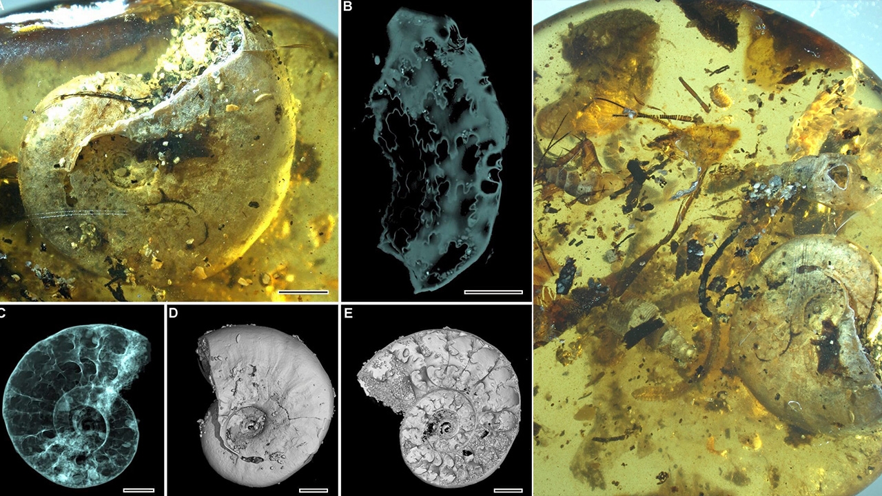 ซากดึกดำบรรพ์สัตว์ทะเลในอำพันอายุ 99 ล้านปี