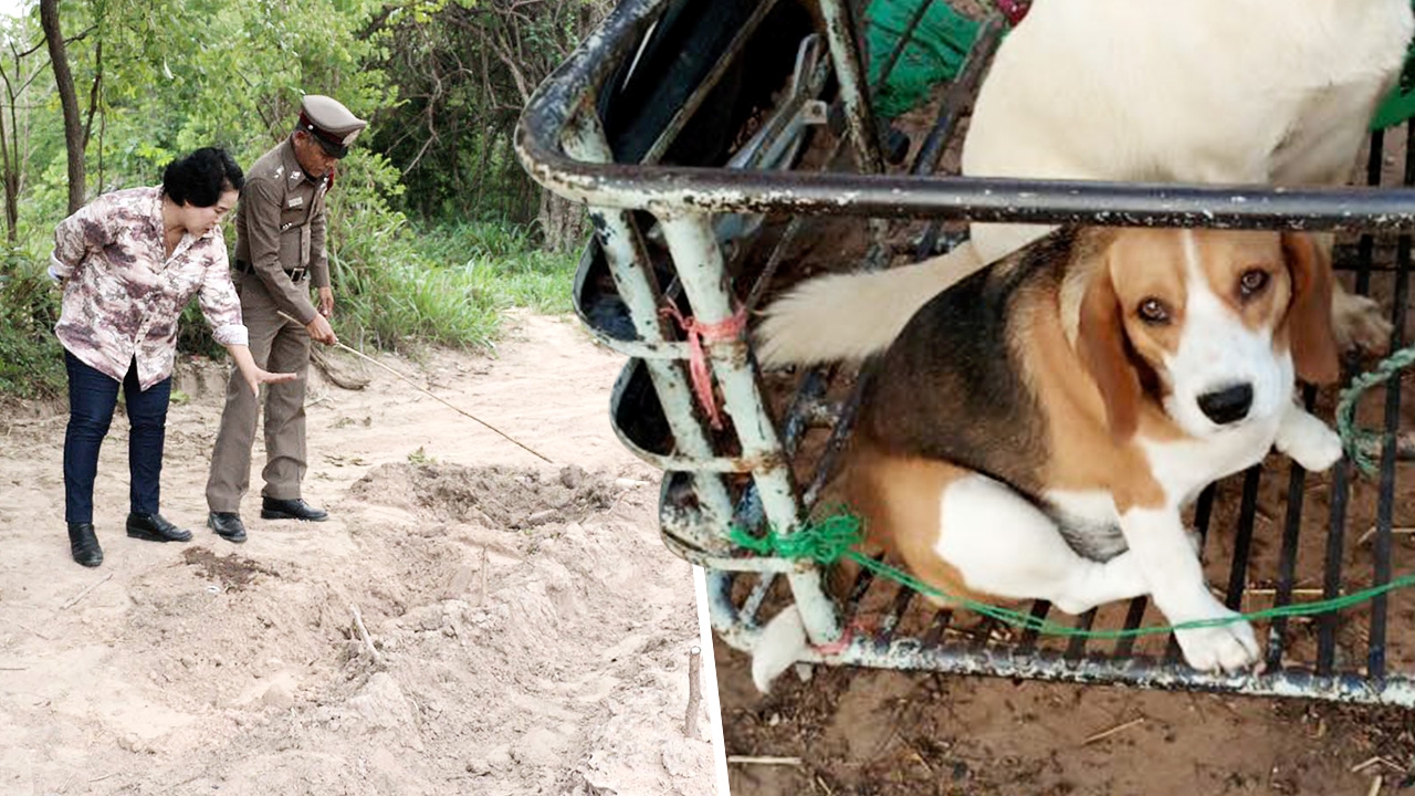 ตำรวจ สภ.เวียงเก่า ลงพื้นที่สืบสวนหาตัวคนฆ่าบีเกิล ชี้ผิดทั้งแพ่งและอาญา