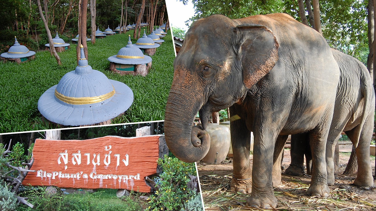 มิติปาฏิหาริย์สุสานช้าง วิญญาณคชสารที่สุรินทร์