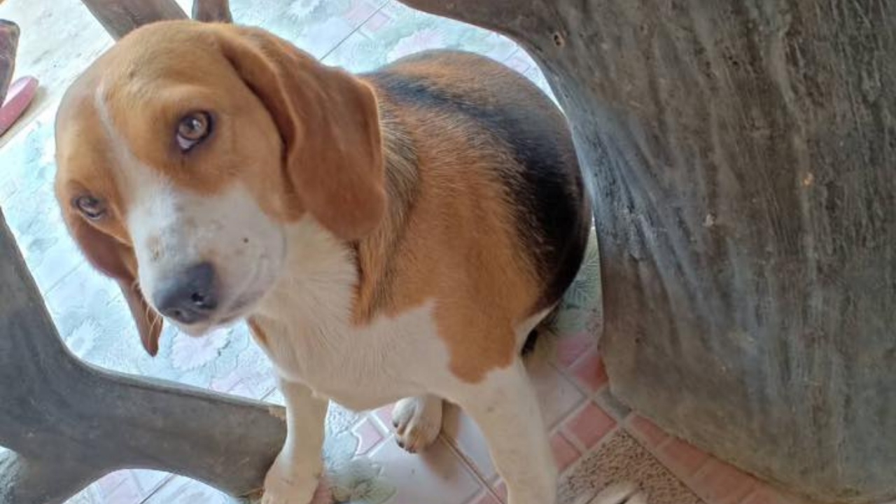 เผยคำให้การเพื่อนบ้าน ไม่ปักใจเชื่อ "ยายหนุ่ย" เป็นมือฆ่าแล่เนื้อบีเกิล