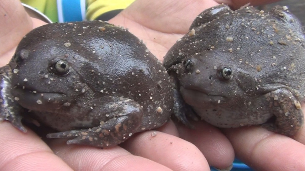 อึ่งเลิกเหงาเข้าสู่ฤดูผสมพันธุ์ เริงร่าท้าฝน ดันราคาในตลาดพุ่งโลละ 250