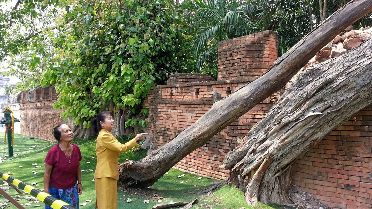 ต้นมะขามล้ม