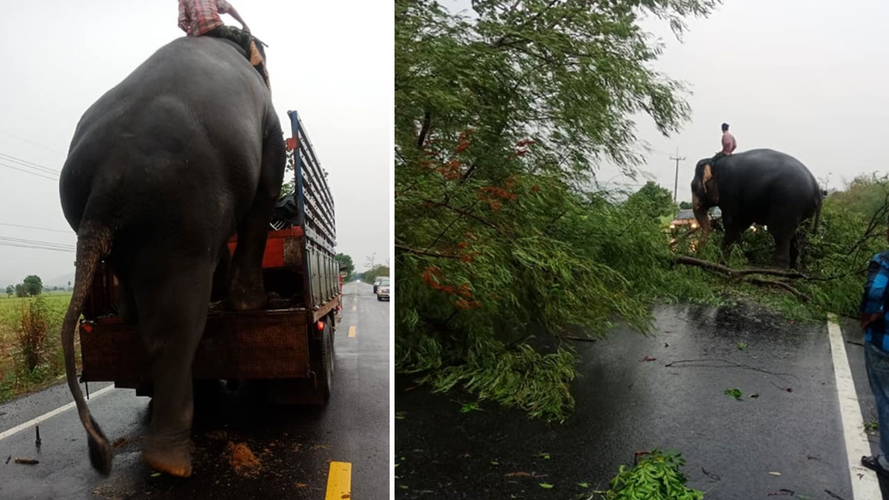 ปล่อยเป็นหน้าที่เราเองมนุษย์ ชื่นชม "ช้าง" ช่วยลากต้นไม้ล้ม พ้นขวางถนน