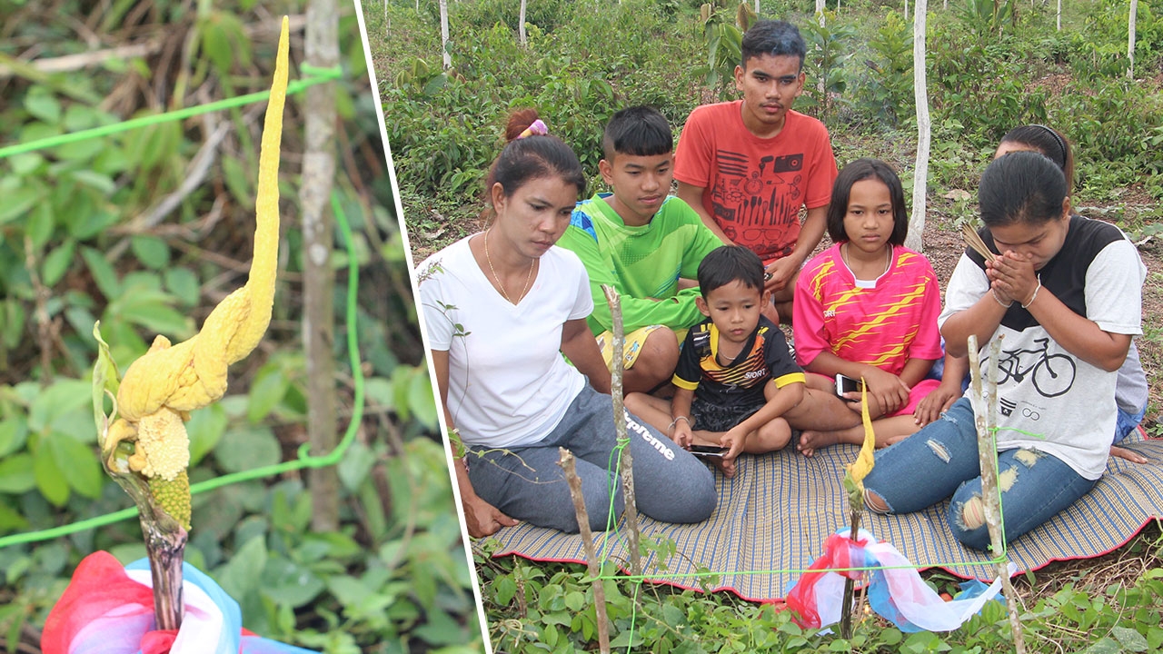 คอหวยส่องเลข "ต้นบุกเตียง" แทงยอดเป็นเศียรพญานาค เชื่อมาให้โชค