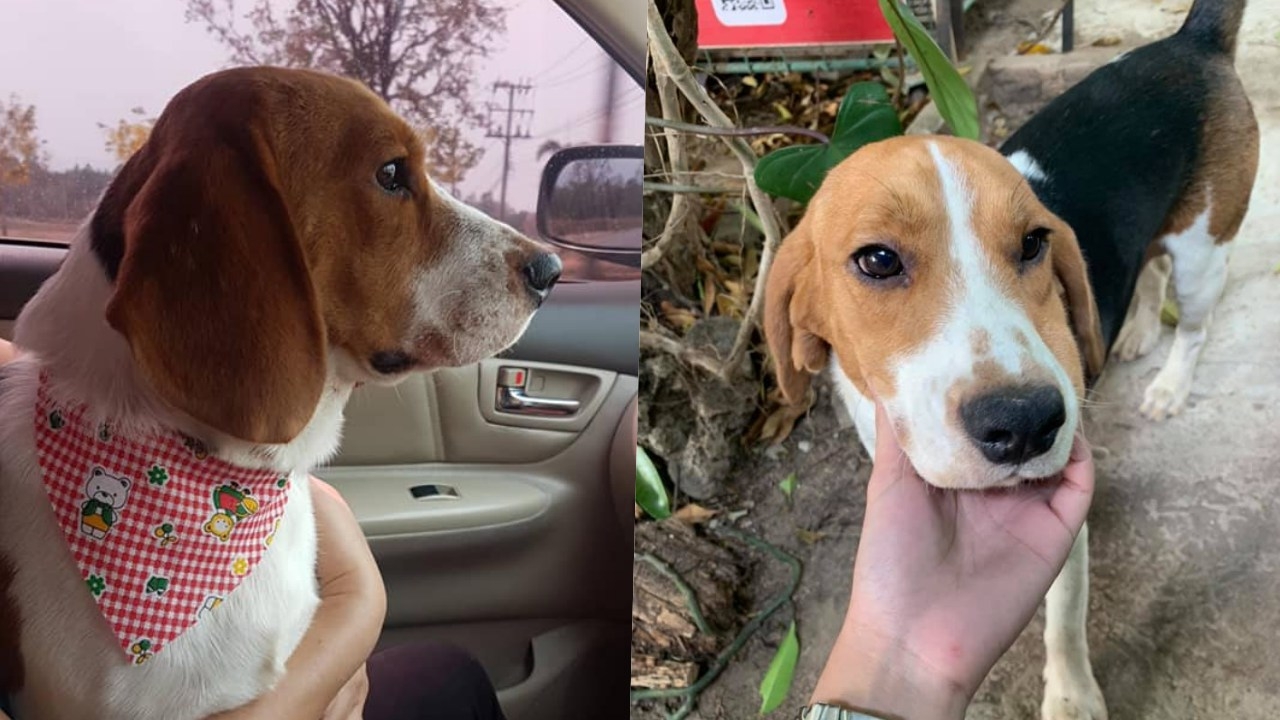 เจ้าของเศร้าประกาศตามหา "หมาหาย" พบอีกทีเป็นศพถูกยัดใส่กระสอบ