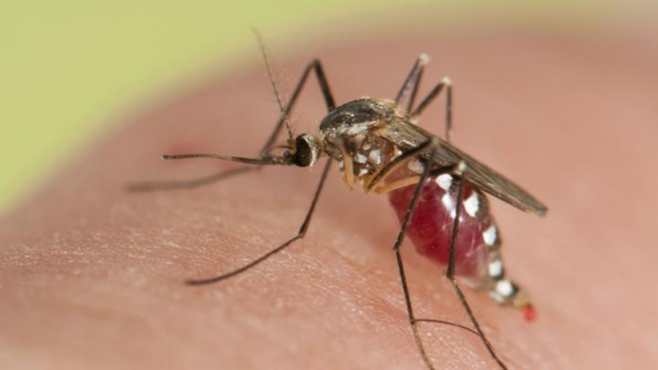 เตือน "ไข้เลือดออก" ระบาดหนัก พบป่วยกว่า 2 หมื่น ตายแล้ว 25 ราย