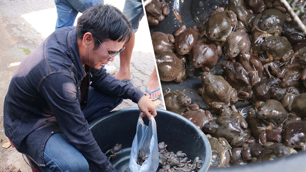 ฝนมาชาววังทองเฮ จับกบ เขียด อึ่ง ทั้งกิน-ขาย สร้างรายได้งาม