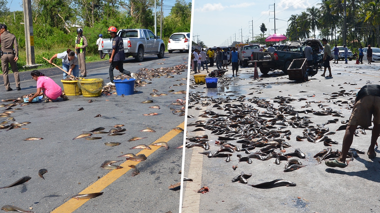 ชื่นชมคนเมืองคอน ช่วยเก็บปลาดุก 1.5 ตันเกลื่อนถนน ใส่ตะกร้ารอคืนเจ้าของ