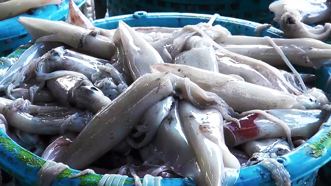 อ.เจษฎา ไขความลับหมึกเรืองแสง ไม่ใช่ของปลอม แต่ติดเชื้อแบคทีเรีย