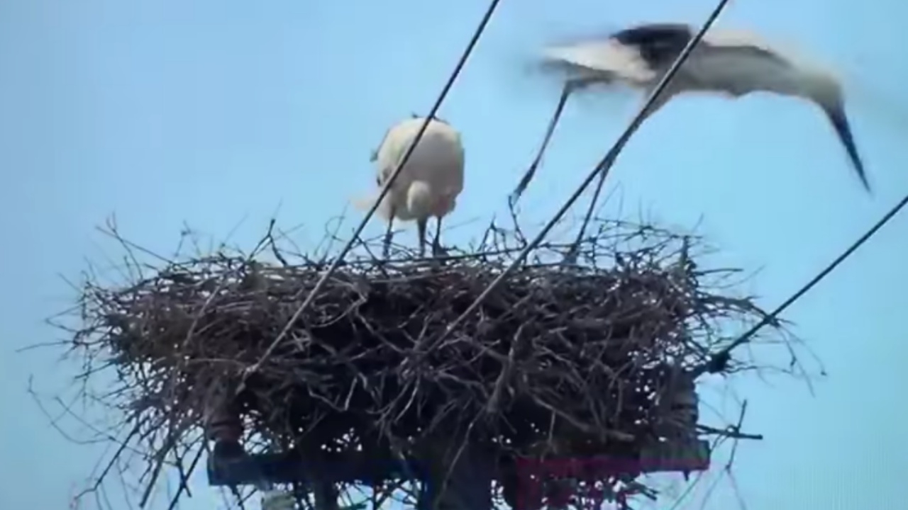 ชาวญี่ปุ่นยอมไฟดับหลายชั่วโมง ปกป้องรังนกกระสา สร้างครอบครัวบนเสาไฟ