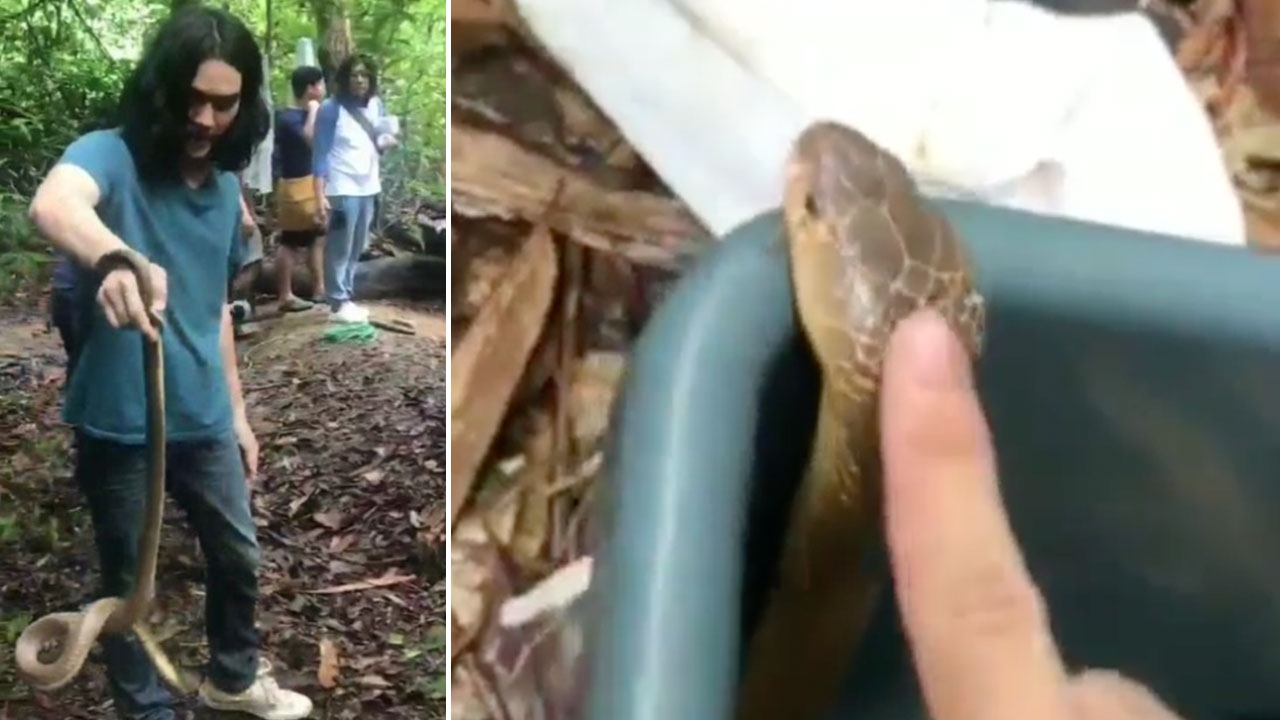 ชาวเน็ตถาม แน็ก ชาลี เคยกลัวสัตว์อะไรบ้างไหม หลังใช้มือเปล่าจับงูเห่า (คลิป)