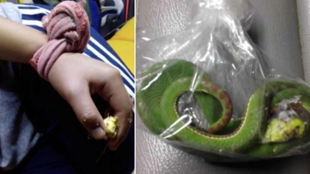 ด.ญ.ถอดปลั๊กหม้อหุงข้าว คว้าเอาคองูเขียวขดพันสายไฟ ฉกขวับ!